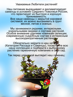 Душица Обыкновенная трава для чая лечебная Орегано