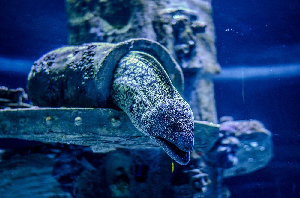 Аквариум в Анталии