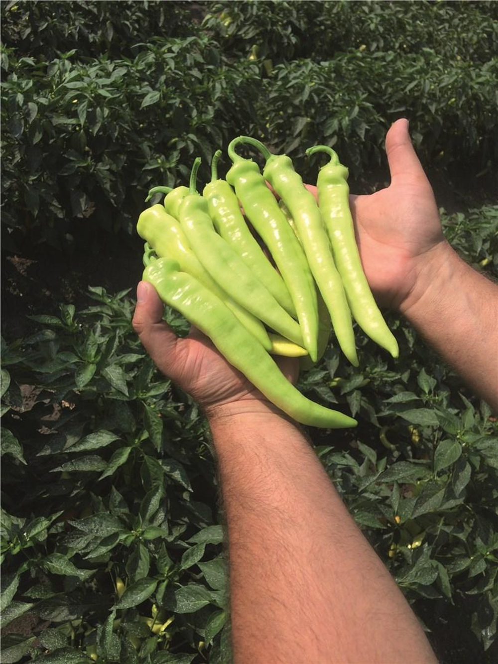 Ангара F1 семена перца острого (Bejo / Бейо)