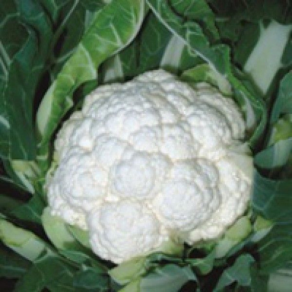 Фридом F1 семена капусты цветной (Seminis / Семинис) продукт