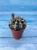 Gymnocalycium Friedrichii (Гимнокалициум)