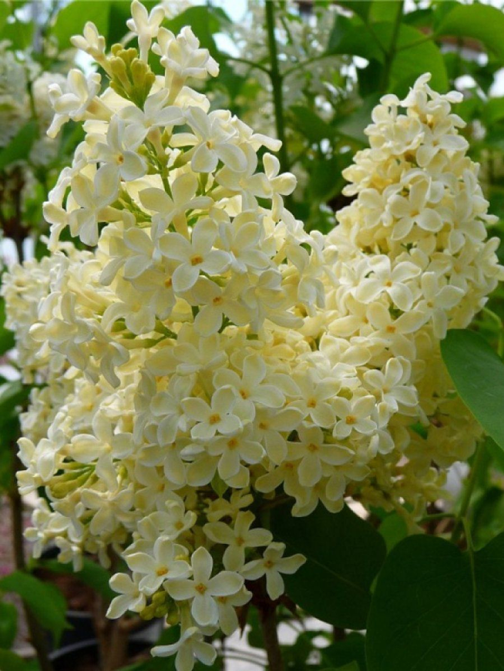 Сирень Примроуз С2 20-30