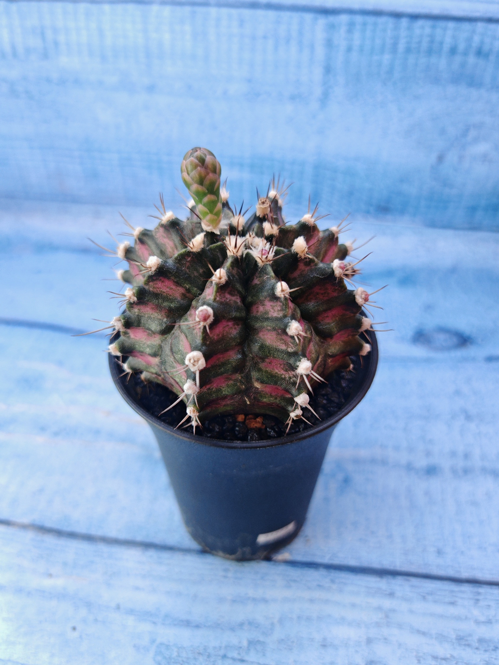 Gymnocalycium T-Rex Pink hybride (Гимнокалициум T-rex)