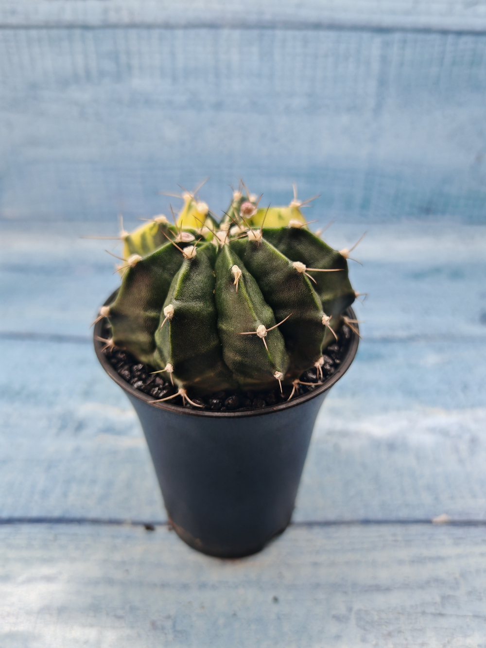 Gymnocalycium Variegata (Гимнокалициум Вариегатный)
