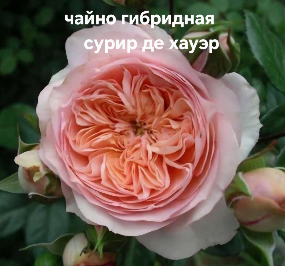 Саженцы роз чайно гибридная СУРИР ДЕ ХАУЭР