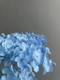 Гортензия стабилизированная голубая