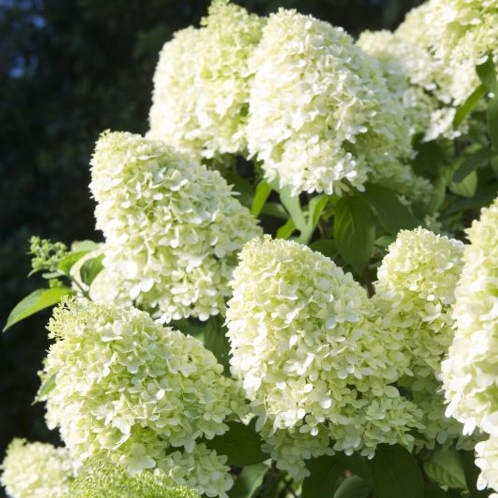 Гортензия метельчатая Лаймлайт штамб 90-100 см Закупка М32 Июнь 2026