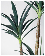 Юкка 3 ствола 170 см