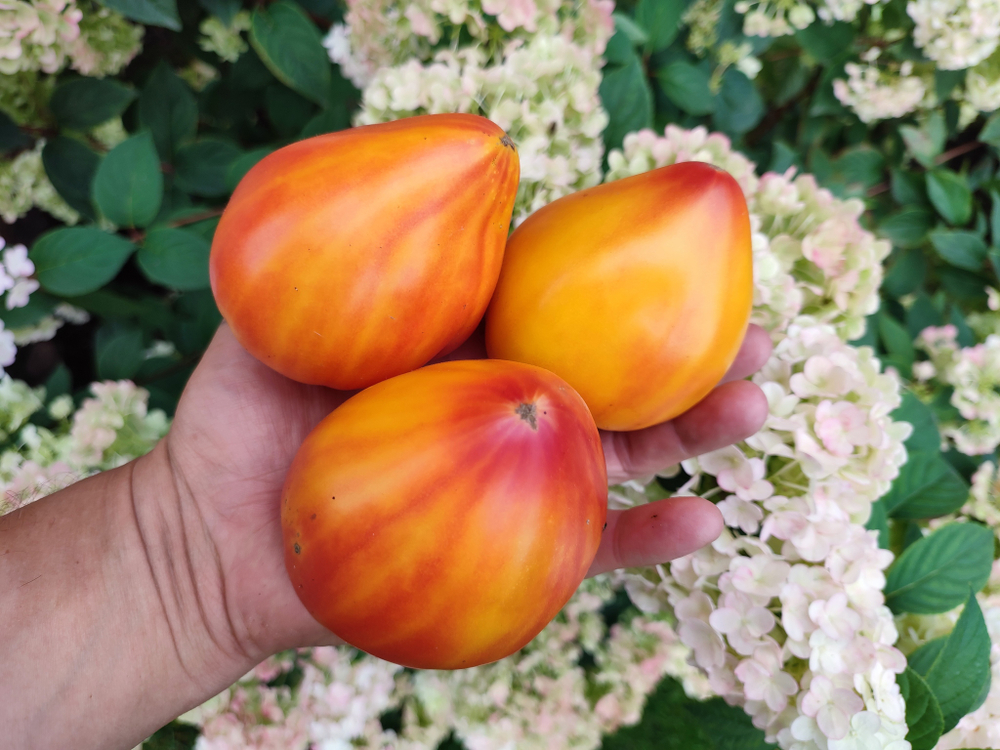 Сердце зебры абрикос (Heart of Zebre Apricot) сорт томата