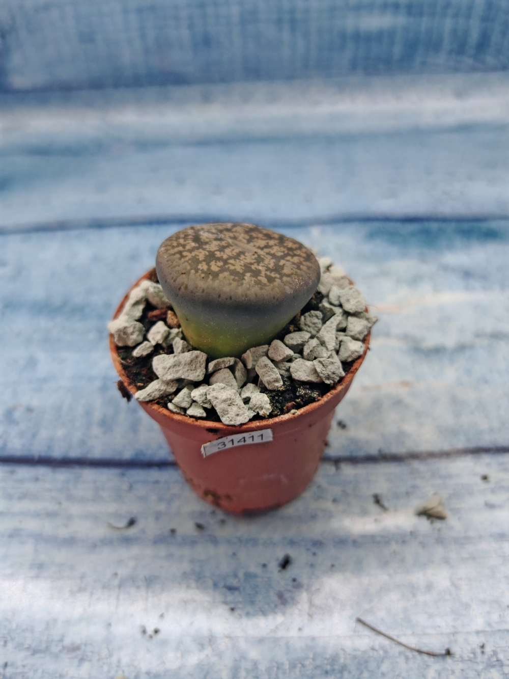 Lithops sp. (Литопсы)
