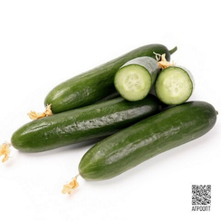Ларино F1 семена огурца партенокарпического (Rijk Zwaan / Райк Цваан)