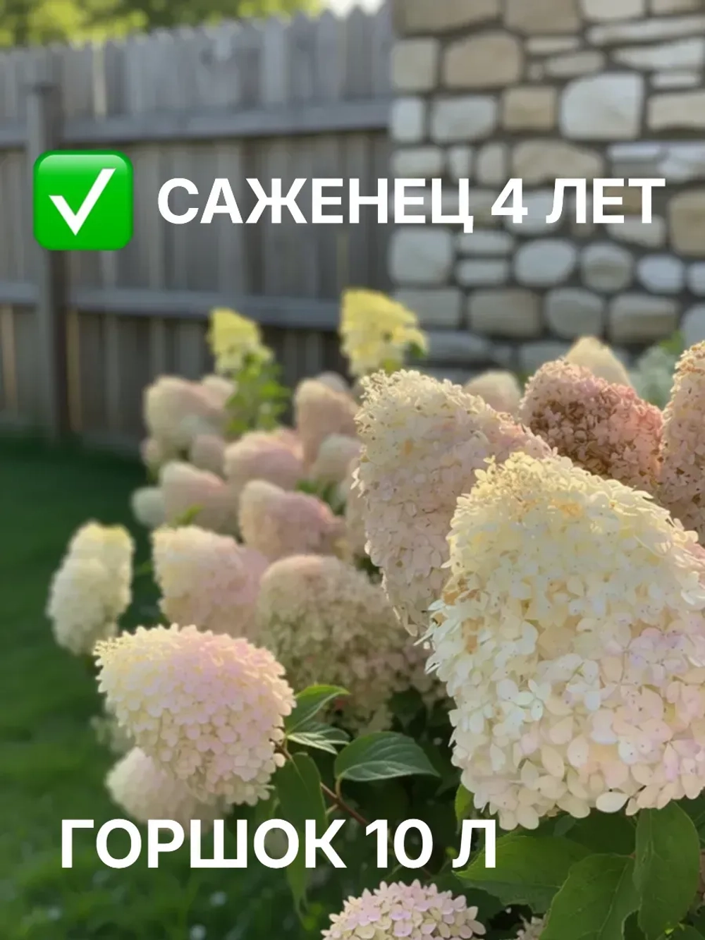 Фантом гортензия метельчатая