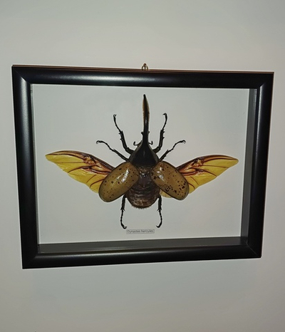 Жук Dynastes hercules 120 мм в рамке