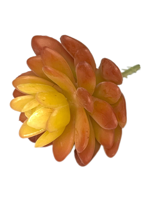 Суккулент мини красный