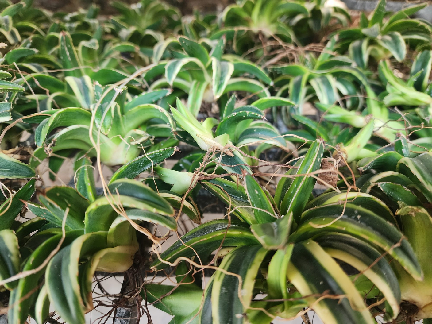 Про сансевиерии