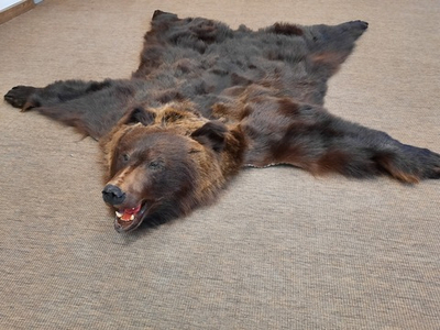 Шкура медведя, натуральная