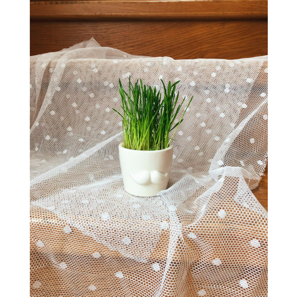 Набор для выращивания eco мини-кашпо «Усы»