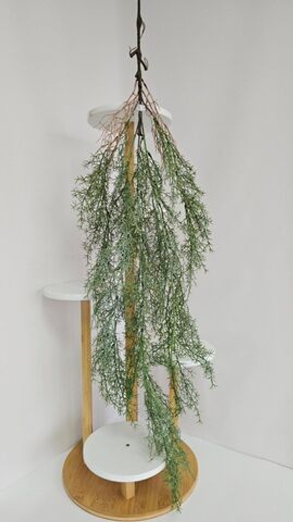 Аспарагус серебристый / Арт 4278