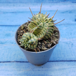 Euphorbia meloformis f. Variegated (Эуфорбия вариегатная)