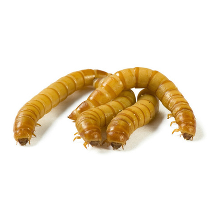Личинка мучного червя (Tenebrio molitor) Комплект: СОБСТВЕННАЯ ФЕРМА 100 гр.