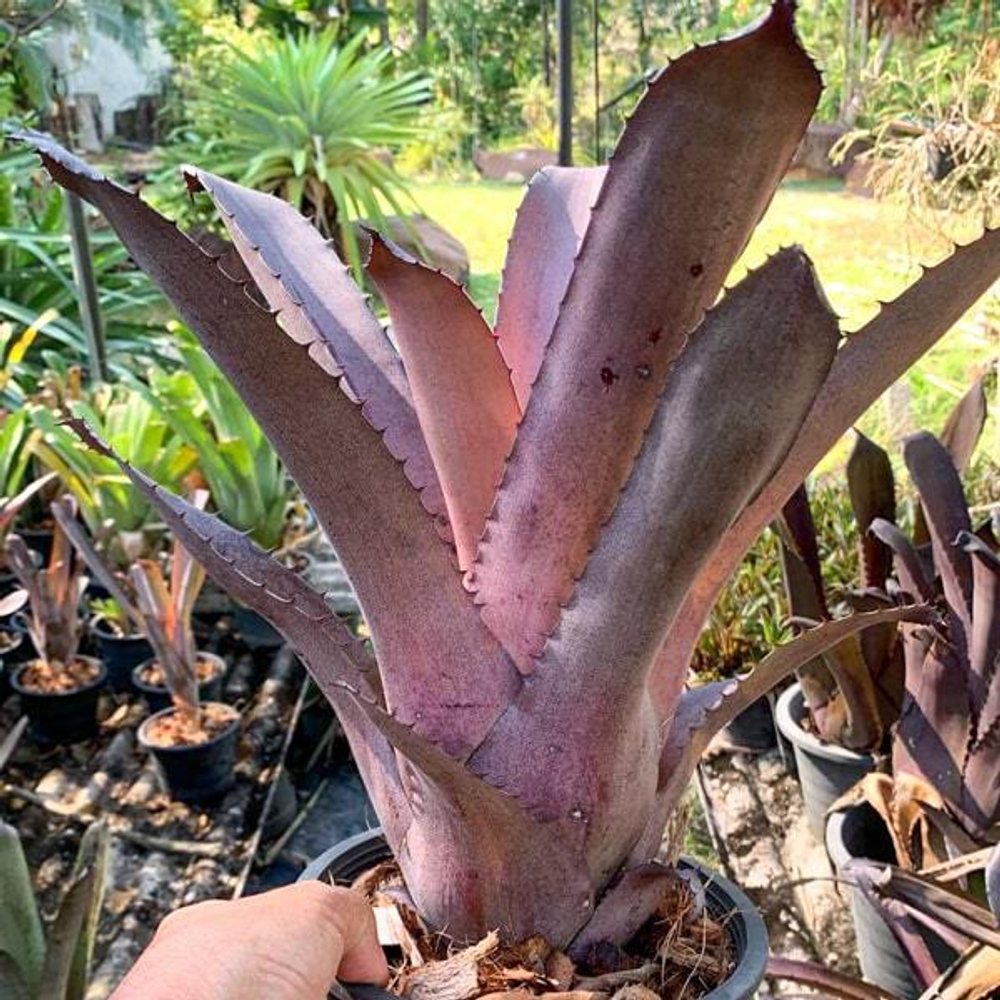 Хохенмея PSYSHO