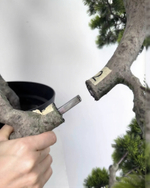 Бонсай каскад с длинной иглой в. 145 см/ ш. 95 см