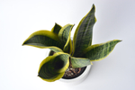 Сансевиерия Футура Суперба / Sansevieria Futura Superba