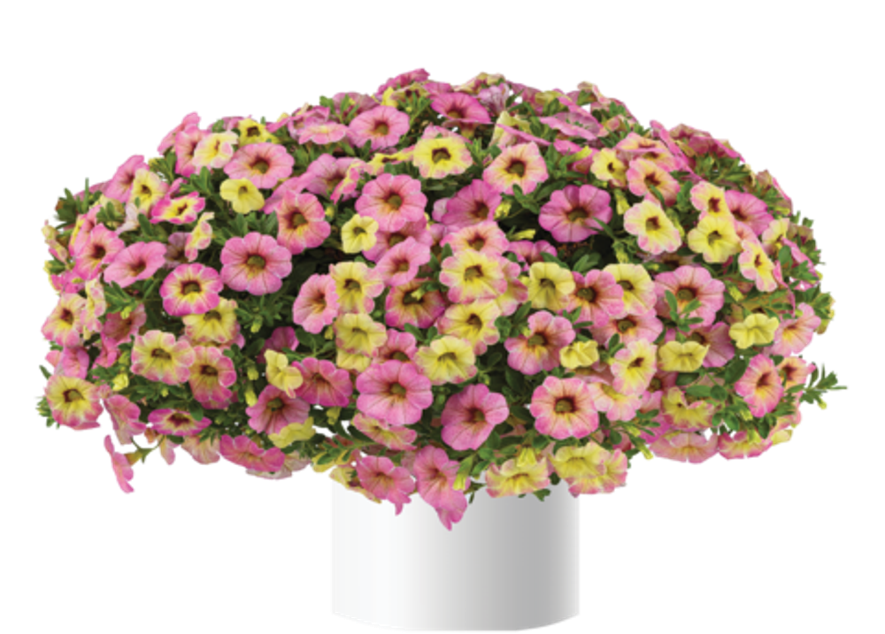 Калибрахоа OMBRE PINK