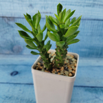 Monadenium Stapelioides (Монадениум)