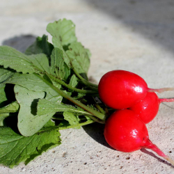 Редис Каспар  F1 1г  Мировые Семена VITA GREEN