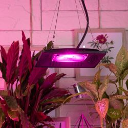 Фитопрожектор для растений светодиодный ЭРА FITO-50W-LED-BLUERED для цветения и плодоношения 50Вт красно-синего спектра