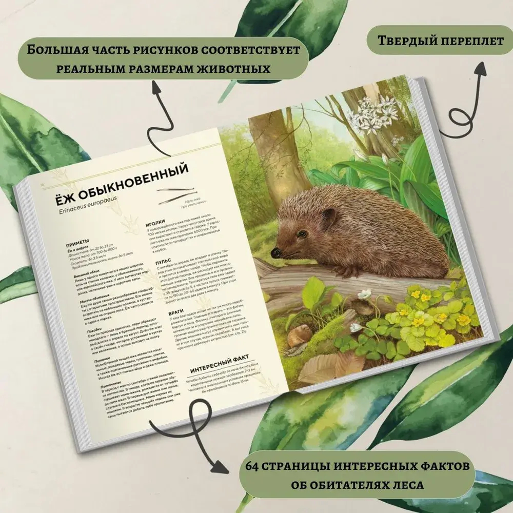 Лесные животные в натуральную величину