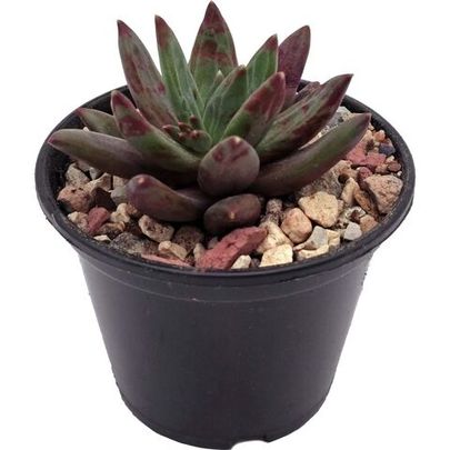 Купить живые суккуленты 🌵 Интернет-магазин суккулентов EnjoyPlants