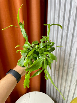 Рипсалис Криспата, D9см Н20см, 1шт, Urban Jungle