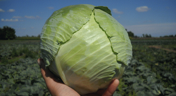 ЧАМП F1 семена капусты белокочанной (Seminis | Alexagro) – фото 5