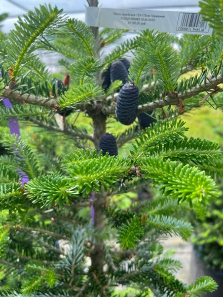 Пихта корейская