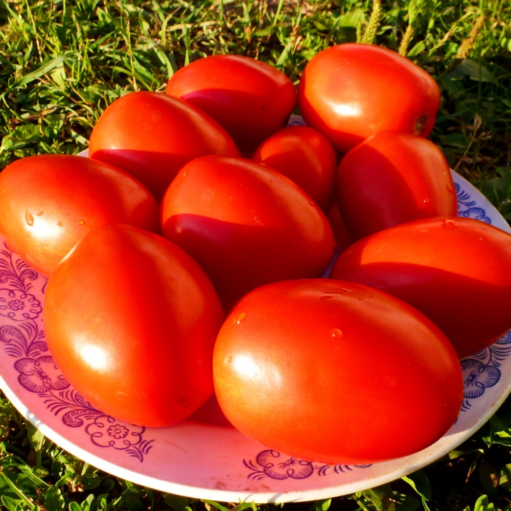 Помидоры Венгерские Kecskeméti 549 - Кечкемети 549