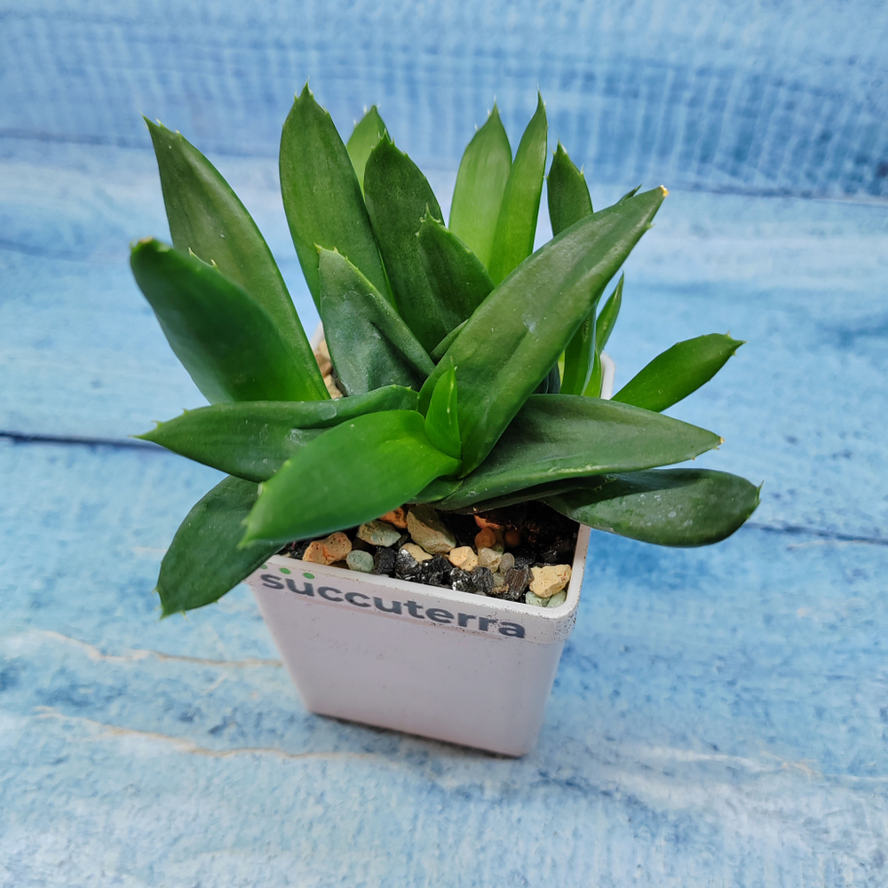 Haworthia Pentagona (Хавортия)