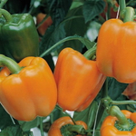 Магно F1 семена перца сладкого (Enza Zaden / Энза Заден)