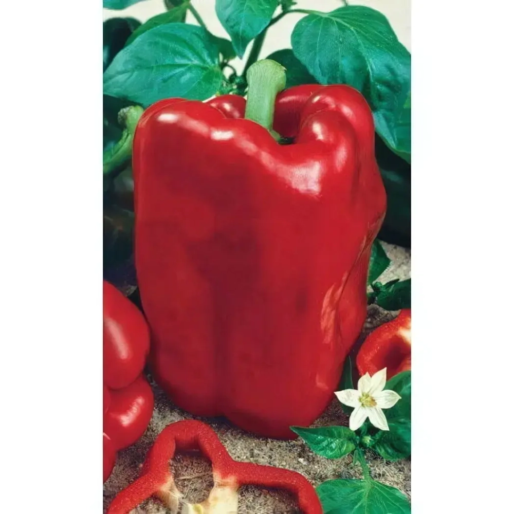 Семена Перец сладкий Богатырь (Марс) Б/П