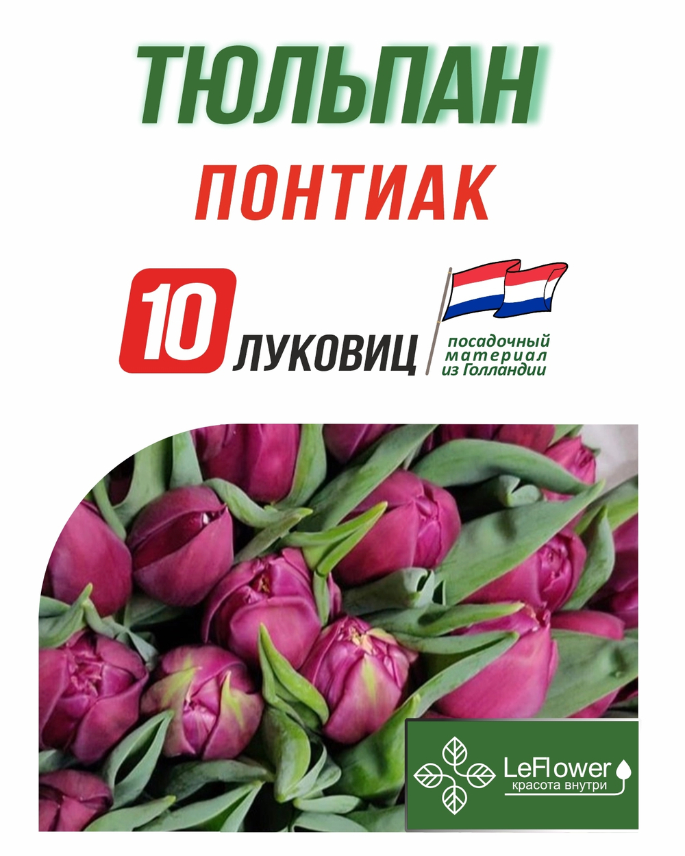 Тюльпан Луковица, Понтиак, 10шт