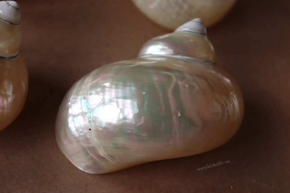 Морская ракушка Турбо Перламуровая