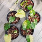 Хомаломена RUBESCENS VAR YELLOW