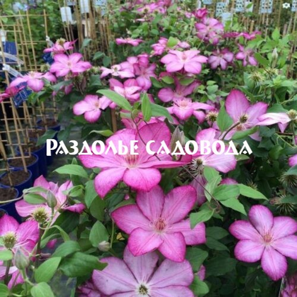 Клематис крупноцветковый Либерти