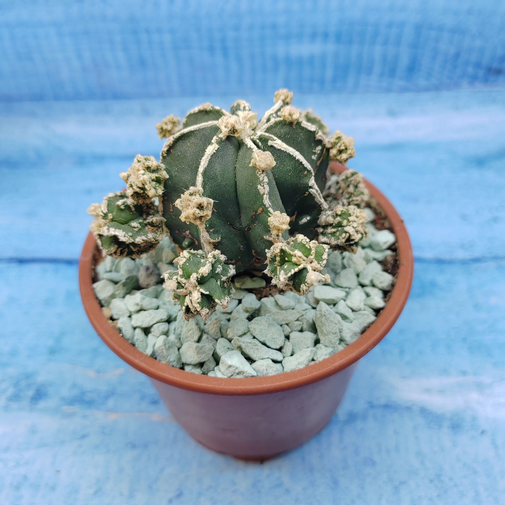 Astrophytum Myriostigma "Hakujo Fukuryu"  (Астрофитум)