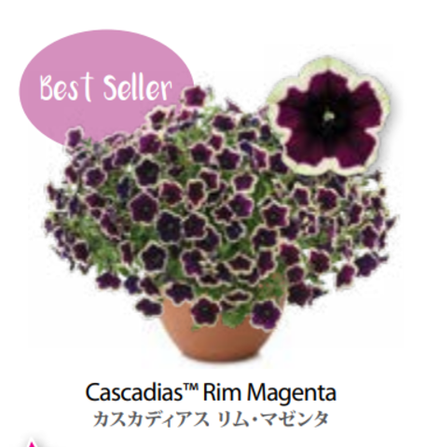 ЕВРО Petunia Cascadias Rim Magenta укорененный черенок февраль 26 DAN