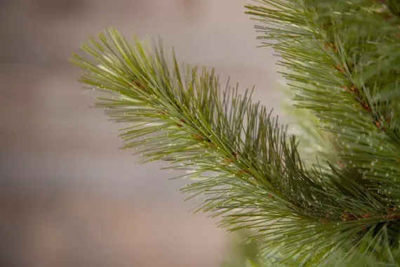 Ель Лесная красавица голубая 155 см., леска+пвх, Triumph Tree (73434)