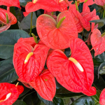 Антуриум Андре ATLAS