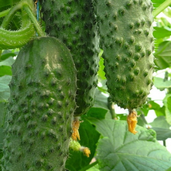 Артист F1 семена огурца партенокарпического (Bejo /ALEXAGRO) культура – фото 3