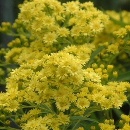 Солидастер желтый "Lemore". Solidaster luteus "Lemore".